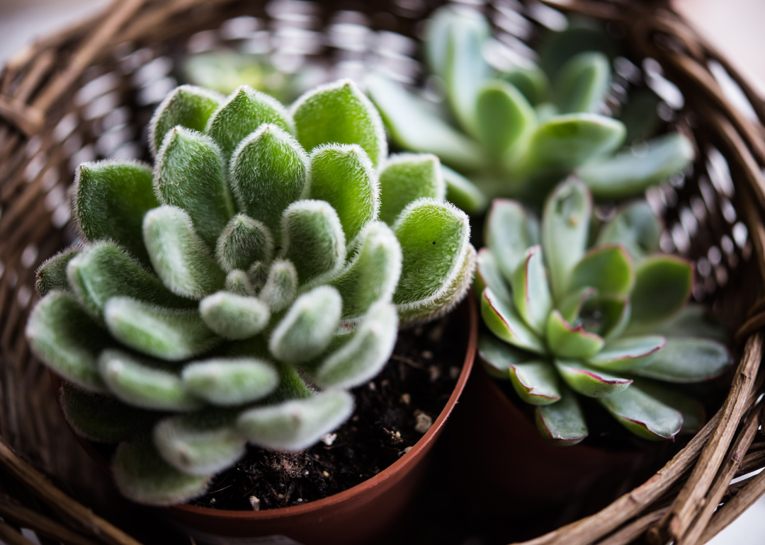 20 Tips To Help Your Houseplants Survive The Winter | Stacker